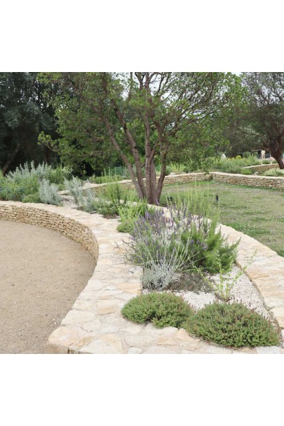 Rosmarinus Pointe du Raz – акцент для ландшафтного дизайну